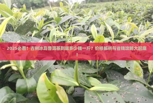 古树冰岛普洱茶多少钱一斤