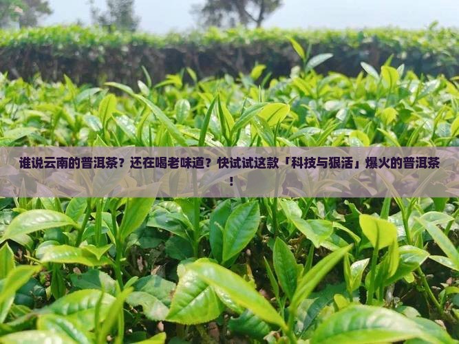 谁说云南的普洱茶