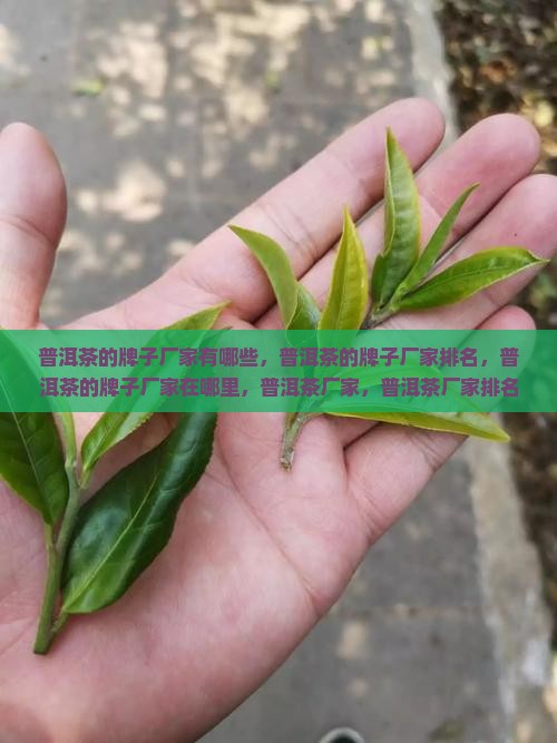 普洱茶的牌子厂家