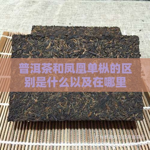普洱茶和凤凰单枞的区别