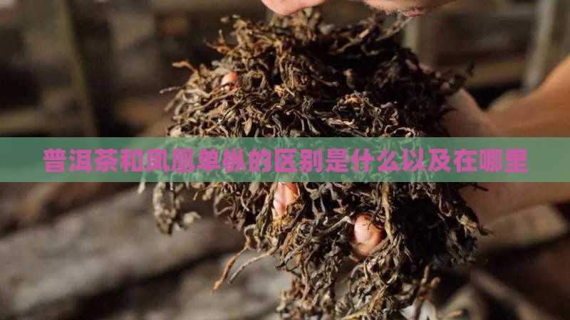 普洱茶和凤凰单枞的区别