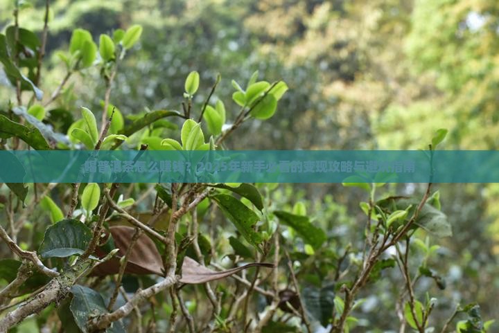 喝普洱茶怎么赚钱