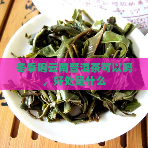 冬季喝云南普洱茶