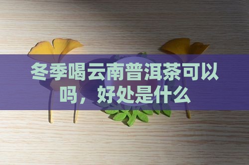 冬季喝云南普洱茶