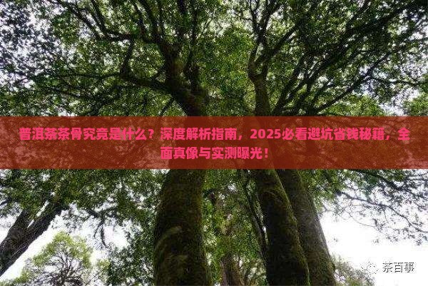 普洱茶茶骨是什么