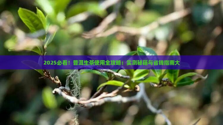 普洱生茶怎么使用