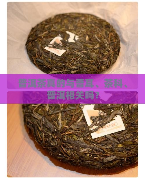 普洱茶真的很纯吗