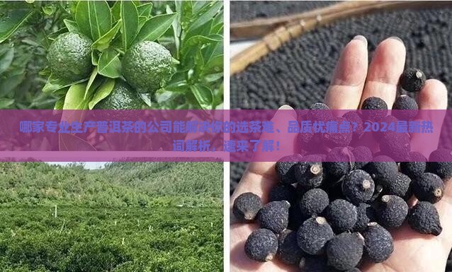 专业生产普洱茶的公司有