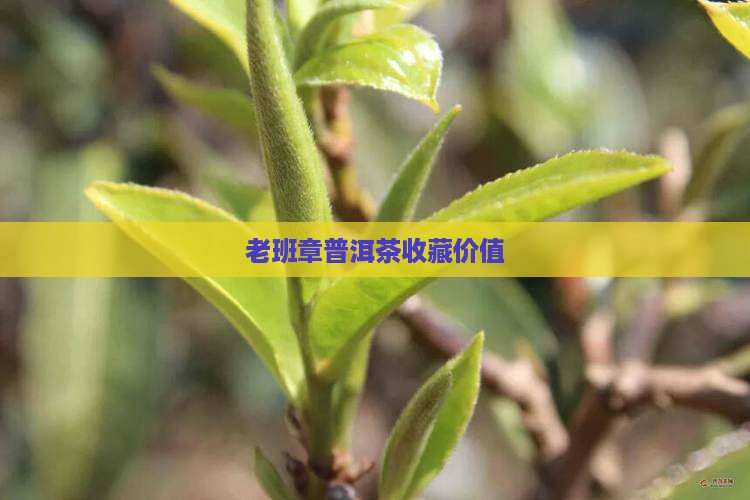 老班章茶3000