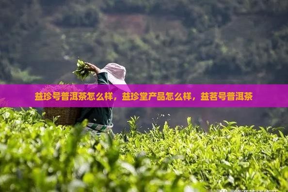 益珍号普洱茶怎么样