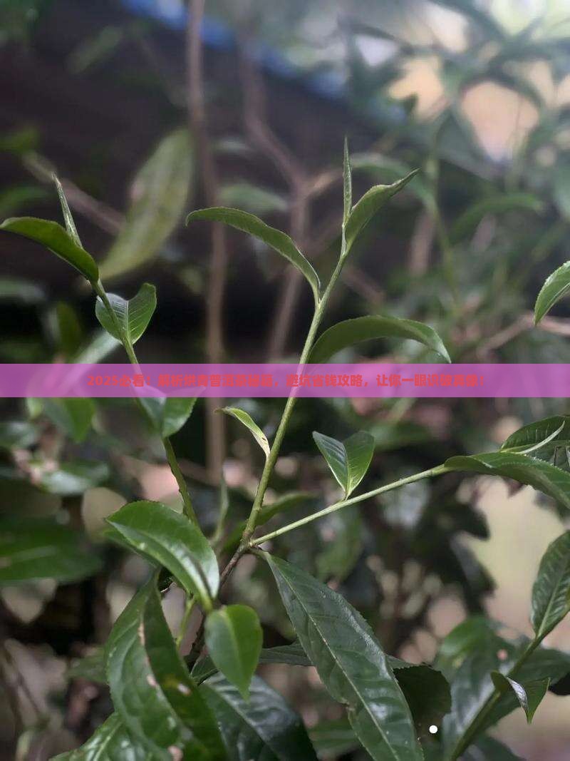 如何区别烘青普洱茶