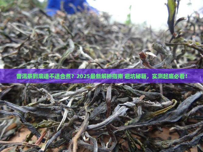 普洱茶是不是适合煮