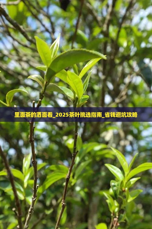 里面茶的洒面看