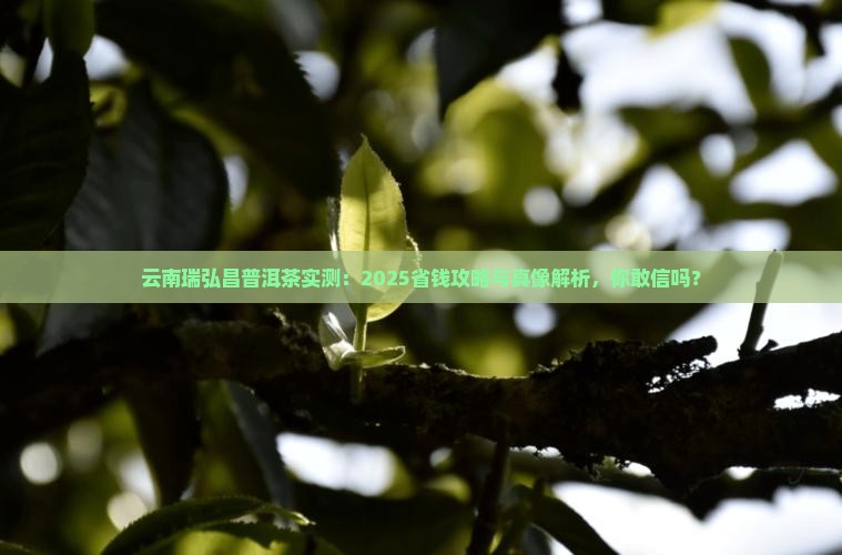 云南瑞弘昌普洱茶怎么样