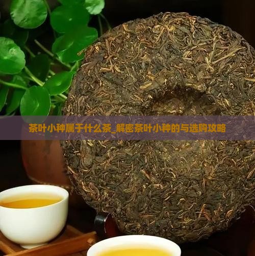 茶叶小种属于什么茶