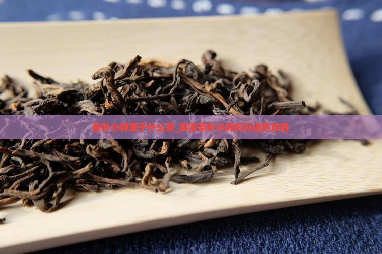茶叶小种属于什么茶