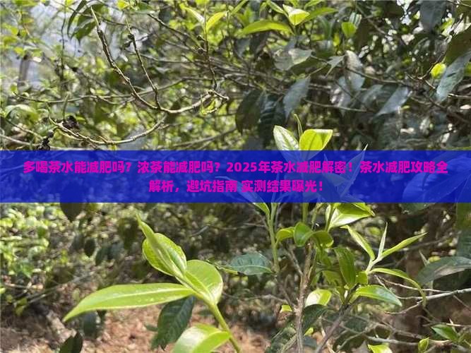多喝茶水能减肥吗浓茶能减肥吗