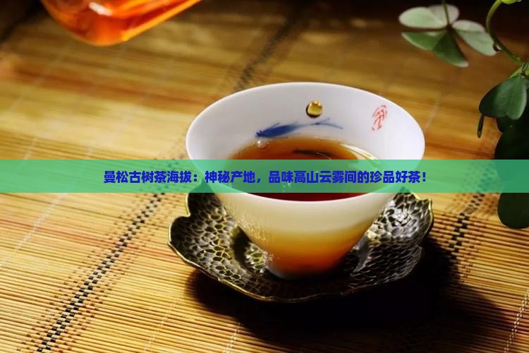 曼松古树茶海拔