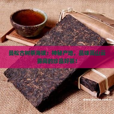 曼松古树茶海拔