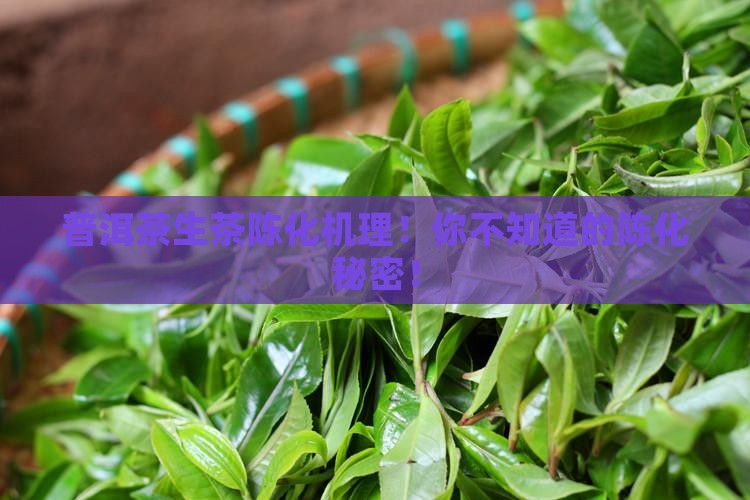 普洱茶生茶陈化机理