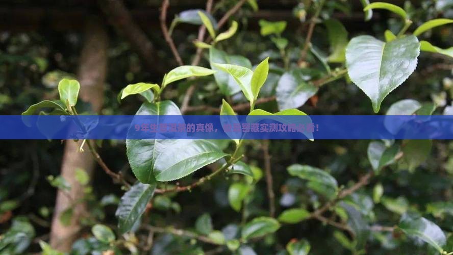 俊昌窖藏9年生普洱茶