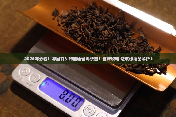 哪里能买到普通普洱茶苗