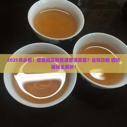 哪里能买到普通普洱茶苗
