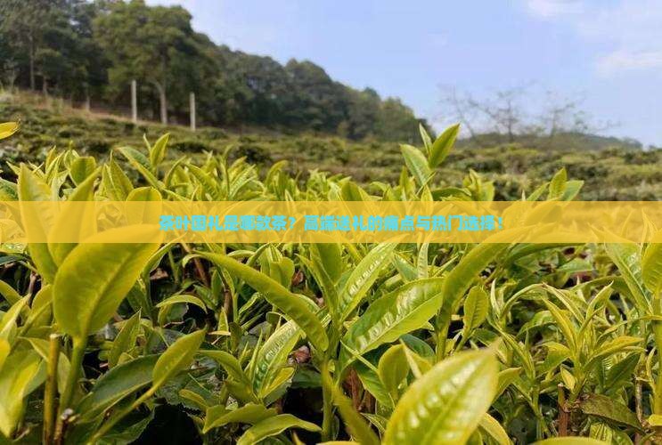 茶叶国礼是哪款茶