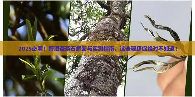 什么是普洱茶的茶石