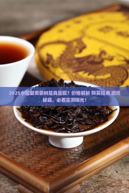 中国最贵的茶树