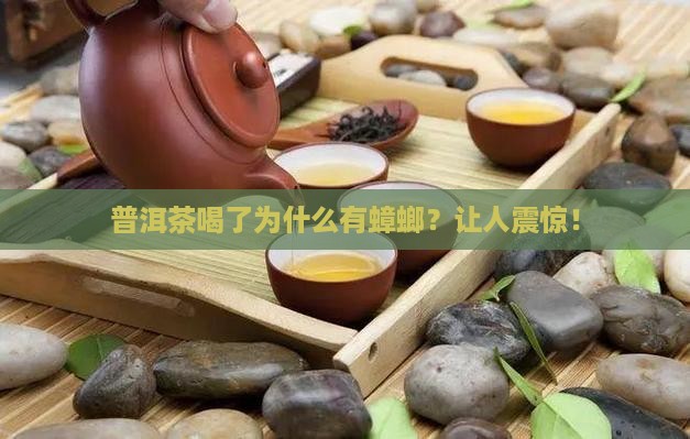 普洱茶喝了为什么有蟑螂