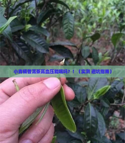 小青橘普洱茶高血压能喝吗