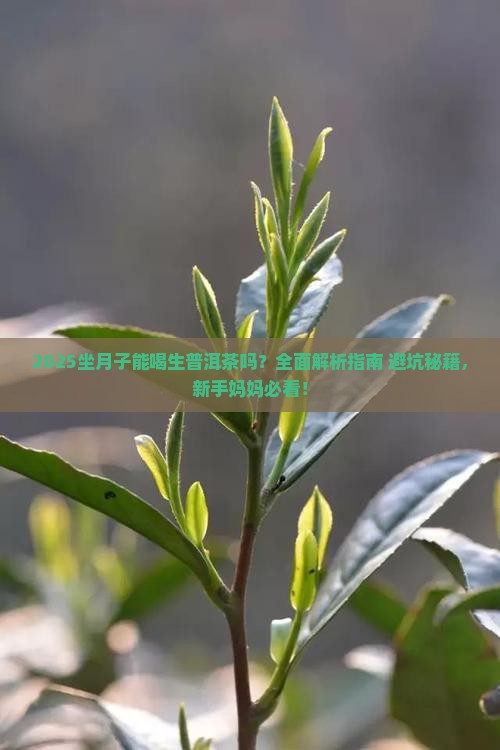 坐月子可以喝生普洱茶吗