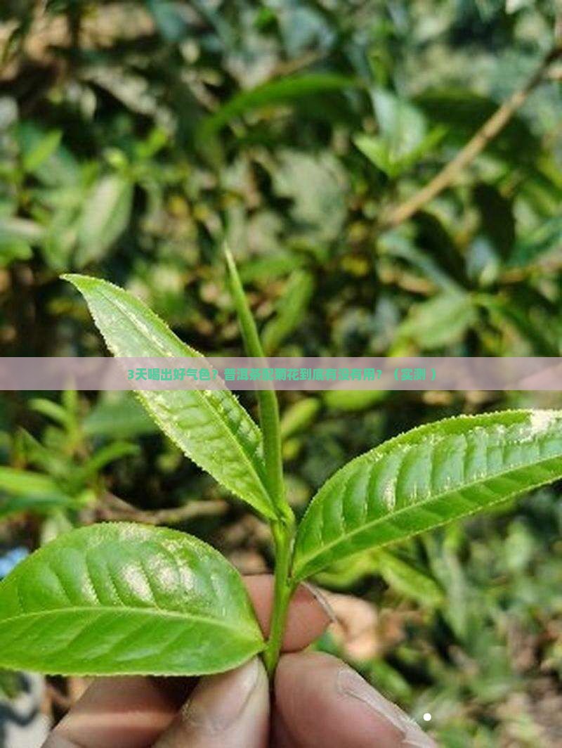 普洱茶和菊花喝几天见效果