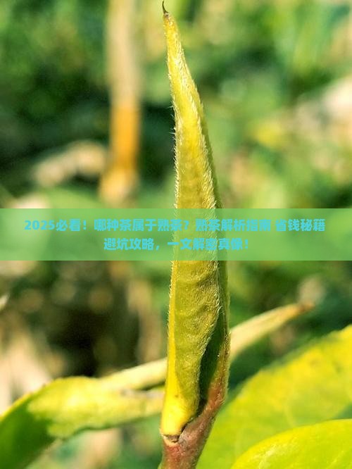 哪种茶属于熟茶
