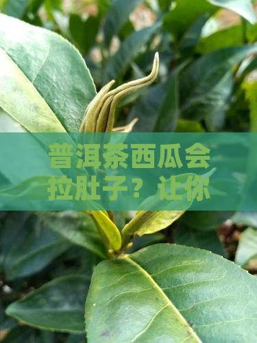 普洱茶西瓜拉肚子