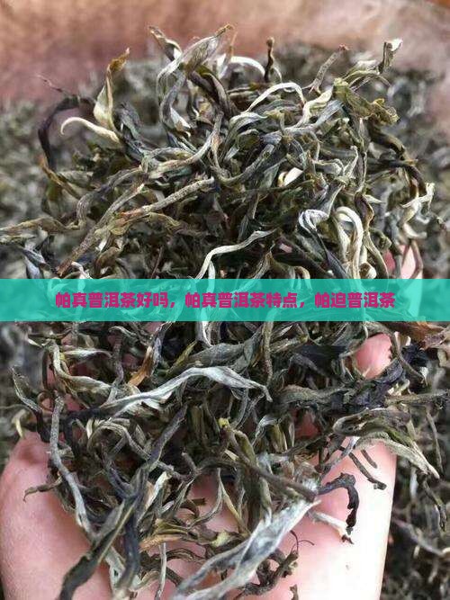帕真普洱茶好吗