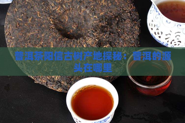 阳信古树普洱茶产地是哪里
