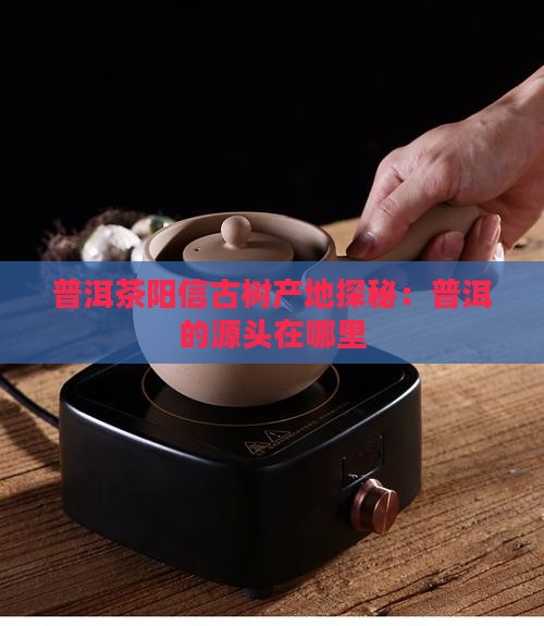 阳信古树普洱茶产地是哪里