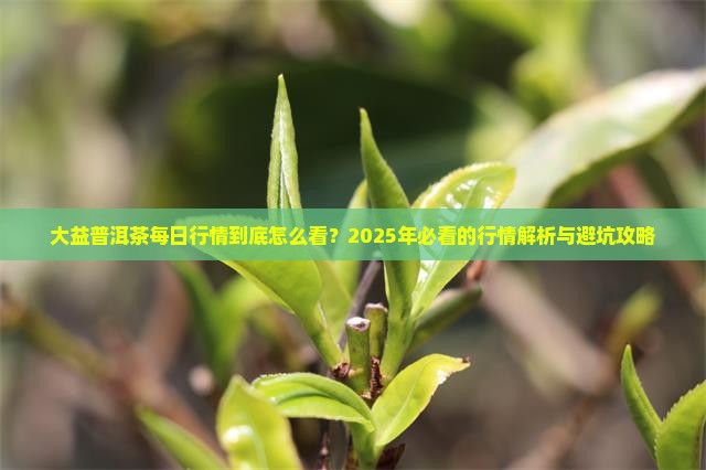 大益普洱茶每日行情