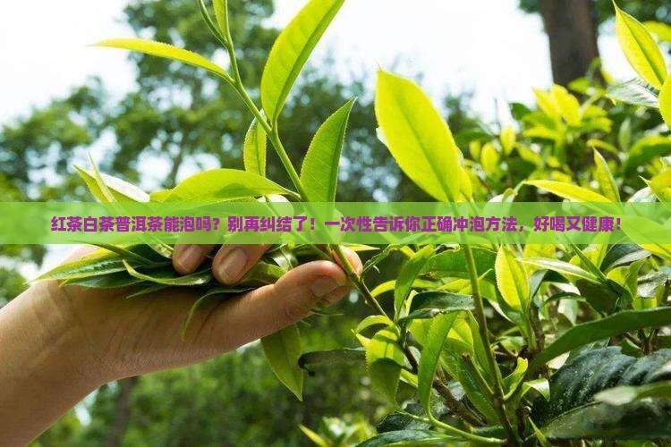 红茶白茶普洱茶能泡吗