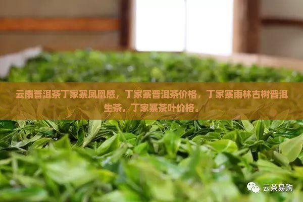 云南普洱茶丁家寨