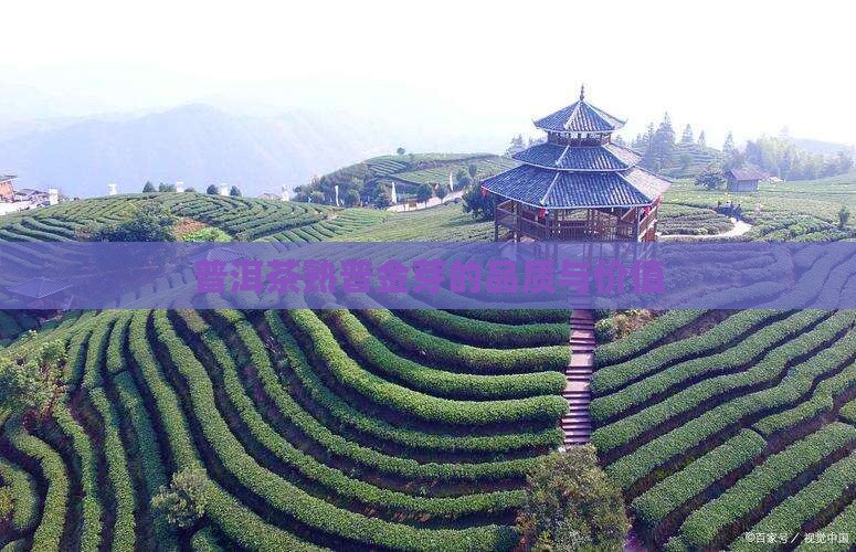 普洱茶熟普金芽