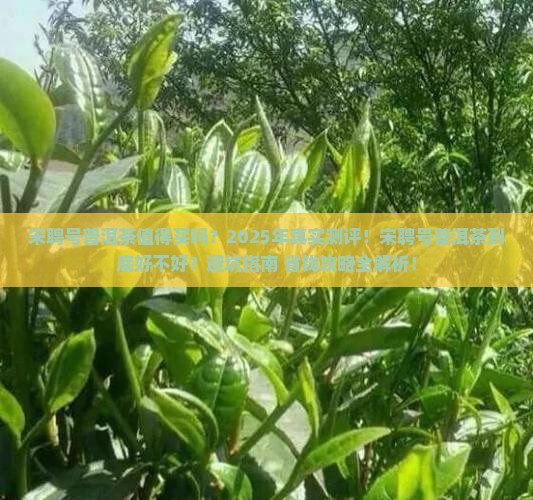 宋聘号普洱茶好用吗