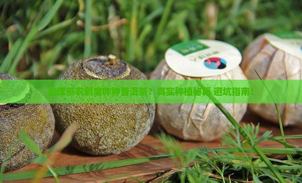 普洱茶勐库茶农