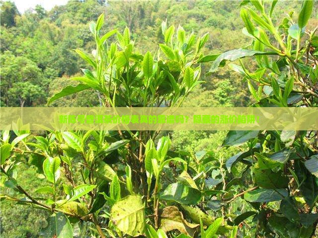 新陈号普洱茶价格表