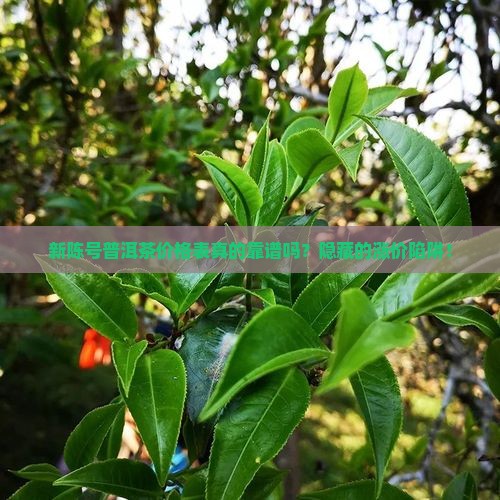 新陈号普洱茶价格表