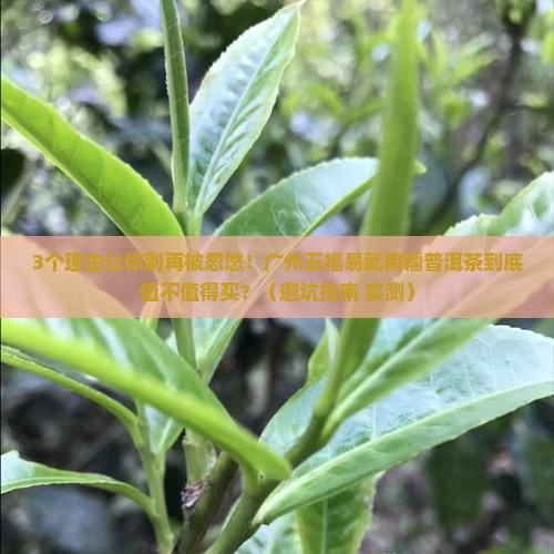 广州五福易武南糯普洱茶