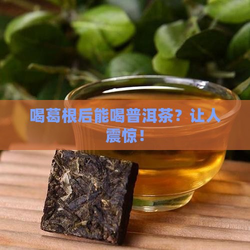 喝葛根后能喝普洱茶