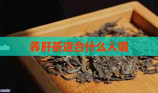 养肝茶适合什么人喝